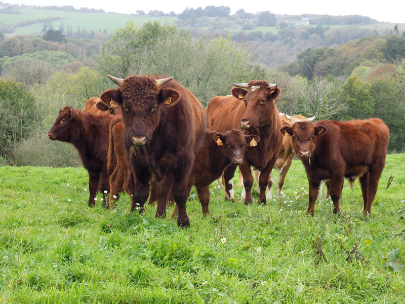 Vaches Froment du Léon